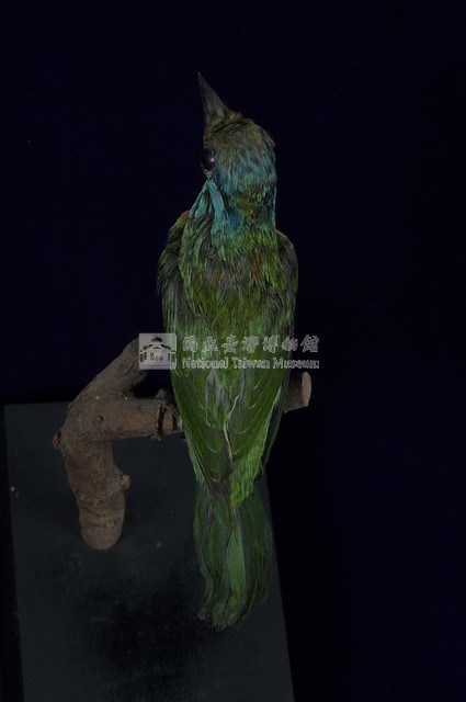 五色鳥藏品圖，第8張