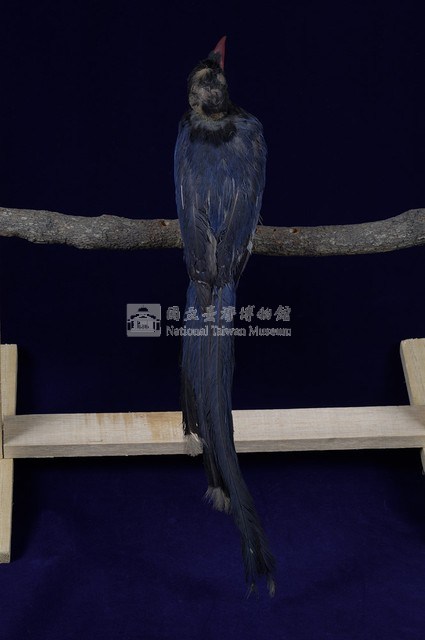 臺灣藍鵲藏品圖，第9張