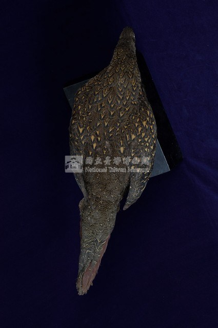 藍腹鷴藏品圖，第8張