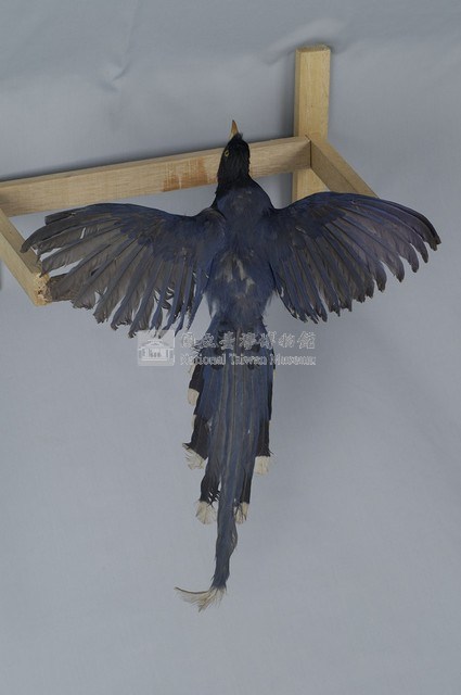 臺灣藍鵲藏品圖，第8張
