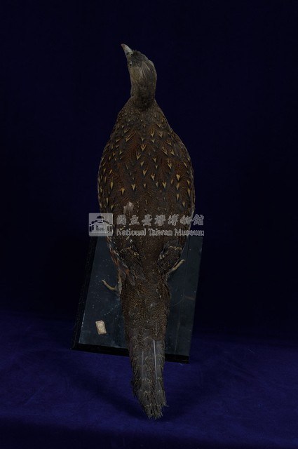 藍腹鷴藏品圖，第8張