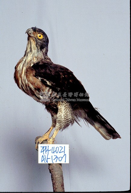 鳳頭蒼鷹藏品圖，第3張