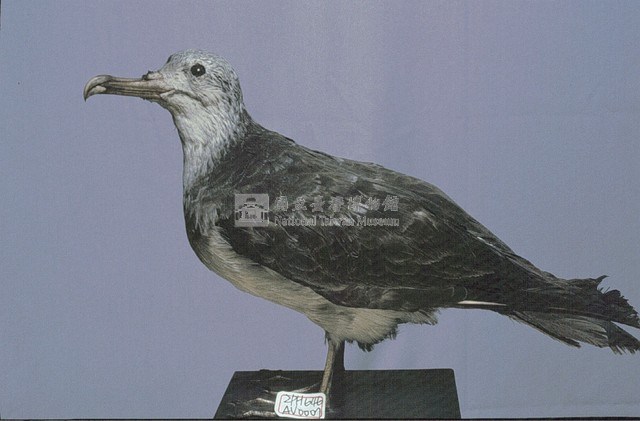 Streaked Shearwater Collection Image, Figure 3, Total 13 Figures