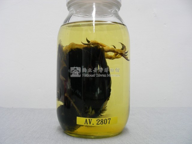 臺灣藍鵲藏品圖，第2張