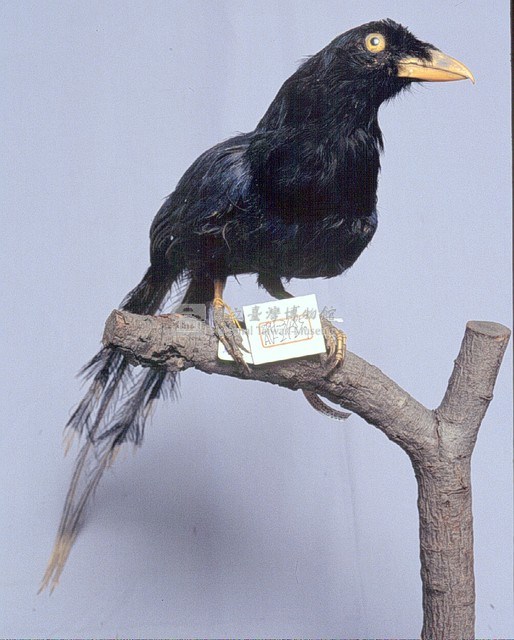 臺灣藍鵲藏品圖，第3張