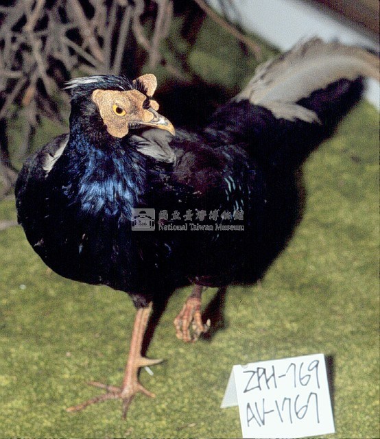藍腹鷴藏品圖，第3張