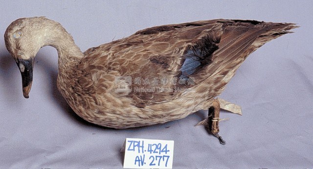 Spot-billed Duck Collection Image, Figure 4, Total 13 Figures