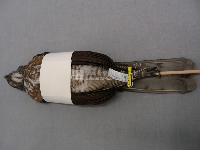 鳳頭蒼鷹藏品圖，第2張