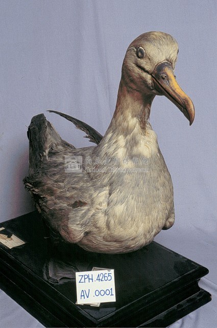 Short-tailed Albatross Collection Image, Figure 3, Total 9 Figures