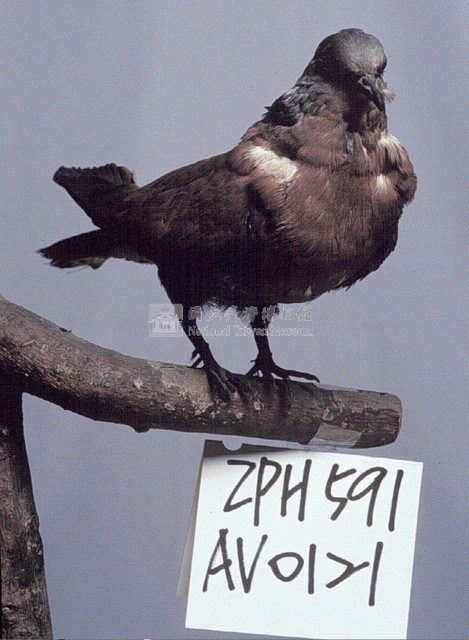 Red Turtle Dove Collection Image, Figure 3, Total 11 Figures