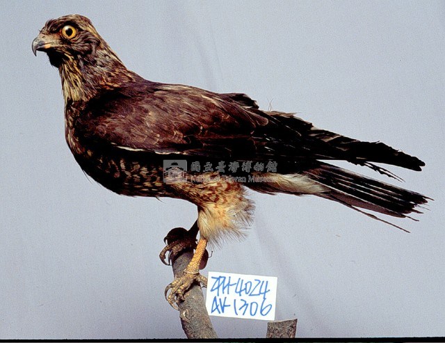 鳳頭蒼鷹藏品圖，第3張
