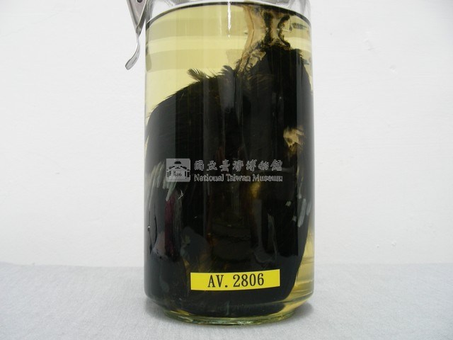 臺灣藍鵲藏品圖，第2張