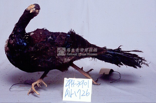 藍腹鷴藏品圖，第3張