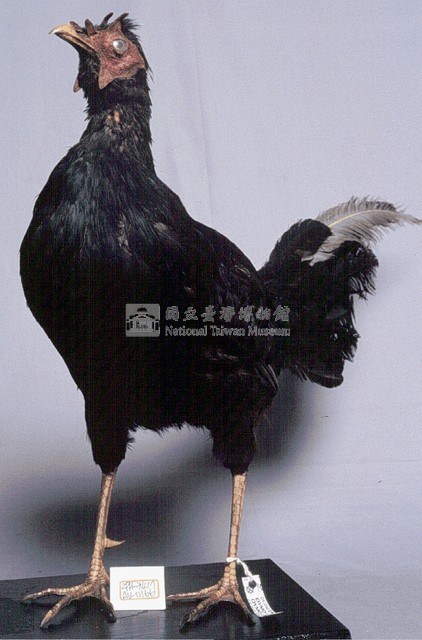 藍腹鷴藏品圖，第3張