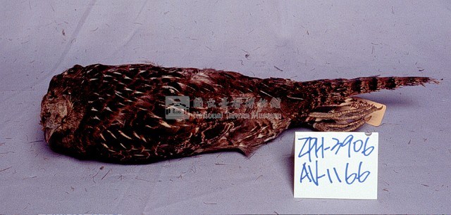 Mikado Pheasant Collection Image, Figure 3, Total 11 Figures