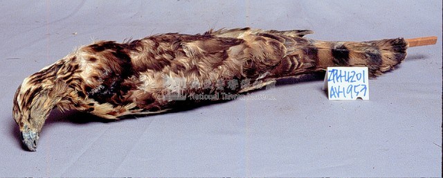 鳳頭蒼鷹藏品圖，第3張