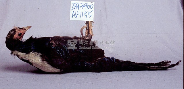 藍腹鷴藏品圖，第3張
