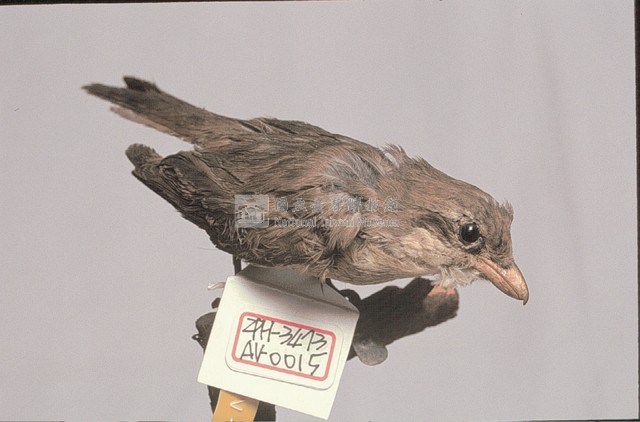 Brown Shrike Collection Image, Figure 3, Total 11 Figures
