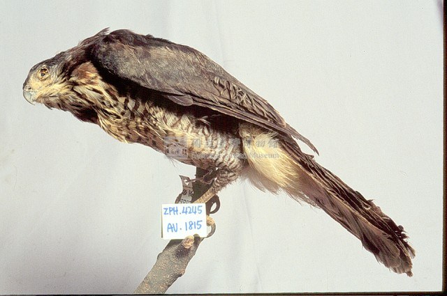鳳頭蒼鷹藏品圖，第3張
