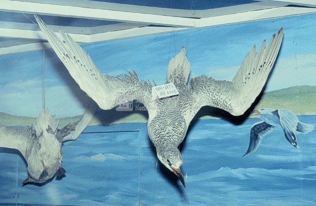紅尾熱帶鳥藏品圖，第3張