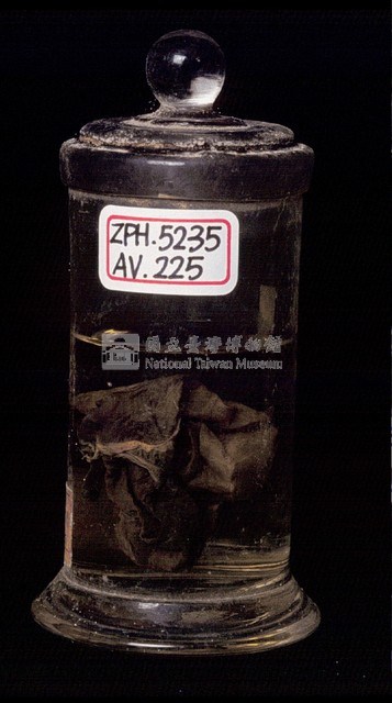 帝雉嗉囊藏品圖，第2張