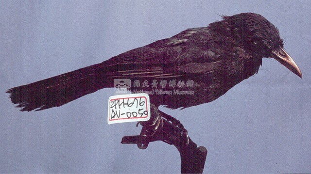 Brown-eared Bulbul Collection Image, Figure 2, Total 13 Figures