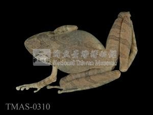 日本樹蛙藏品圖，第3張