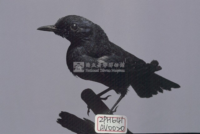 藍磯鶇藏品圖，第2張