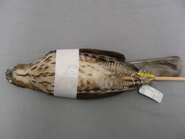 鳳頭蒼鷹藏品圖，第2張
