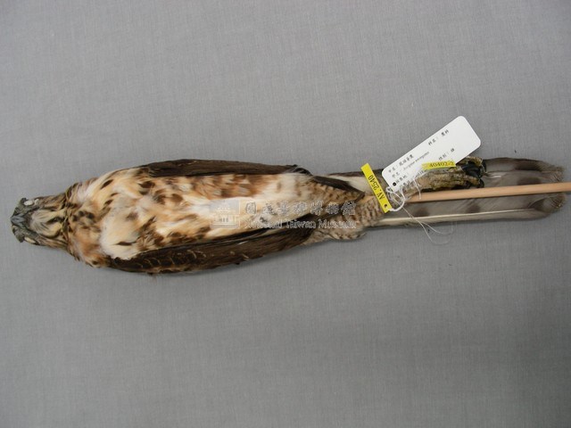 鳳頭蒼鷹藏品圖，第2張