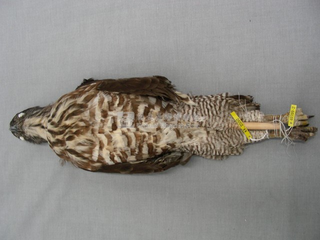鳳頭蒼鷹藏品圖，第2張