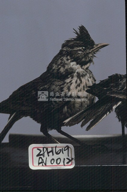 雲雀藏品圖，第3張