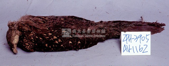 藍腹鷴藏品圖，第3張