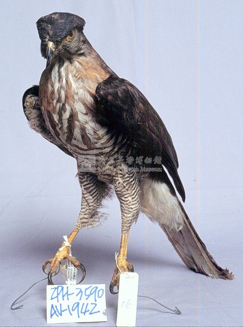 鳳頭蒼鷹藏品圖，第3張