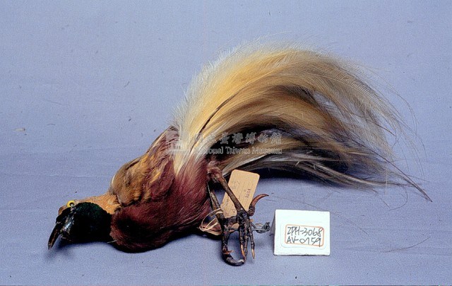 Lesser bird-of-paradise Collection Image, Figure 3, Total 9 Figures