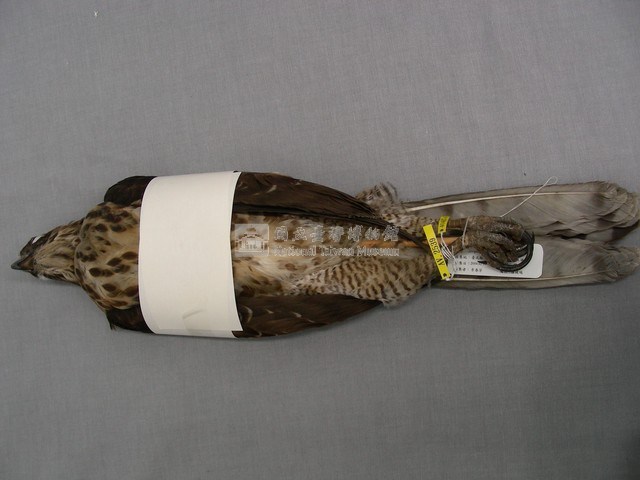鳳頭蒼鷹藏品圖，第2張