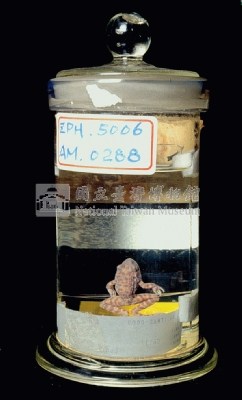 Japanese wrinkled frog Collection Image, Figure 5, Total 13 Figures