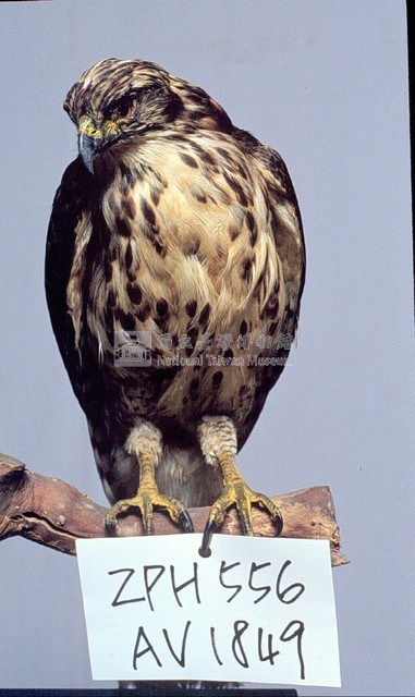 鳳頭蒼鷹藏品圖，第3張