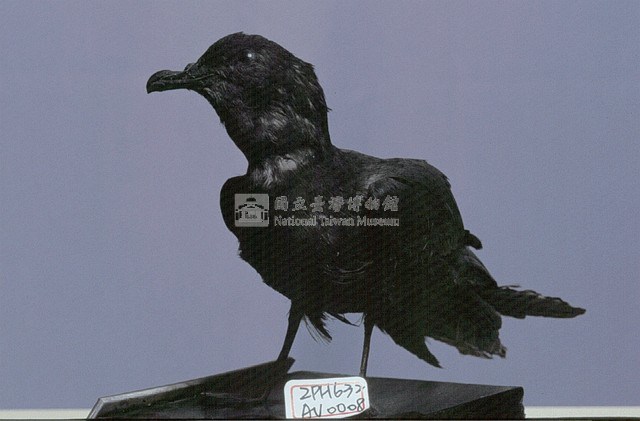 Bulwer's Petrel Collection Image, Figure 2, Total 8 Figures