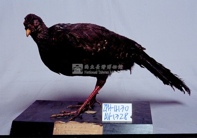 藍腹鷴藏品圖，第3張