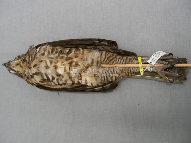 鳳頭蒼鷹藏品圖，第2張