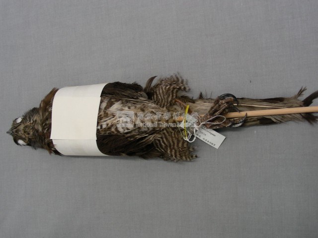 鳳頭蒼鷹藏品圖，第2張