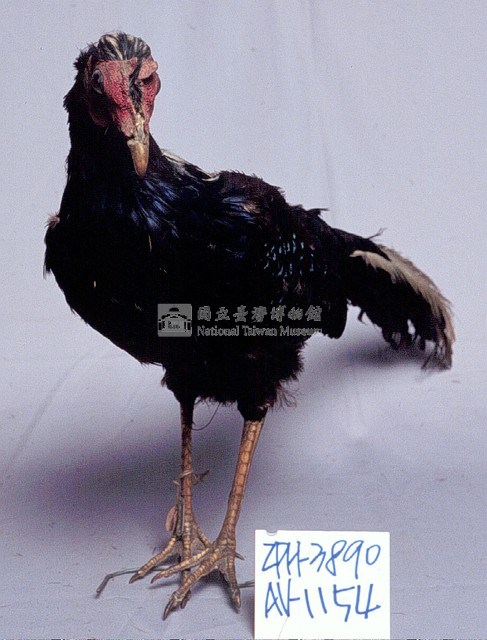 藍腹鷴藏品圖，第3張