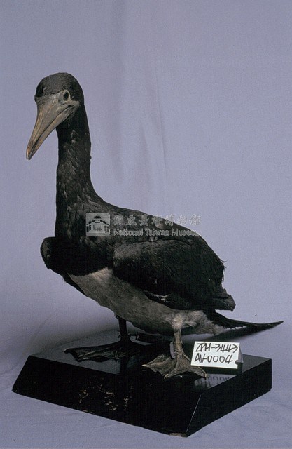 白腹鰹鳥藏品圖，第2張