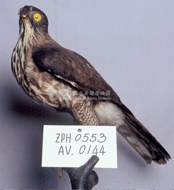 鳳頭蒼鷹藏品圖，第3張