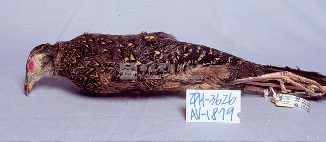 藍腹鷴藏品圖，第3張