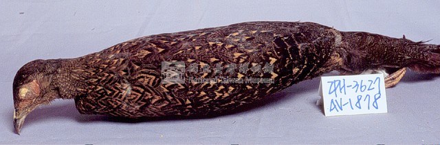 藍腹鷴藏品圖，第3張