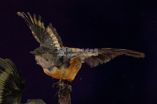 Gray-chinned Minivet Collection Image, Figure 4, Total 11 Figures