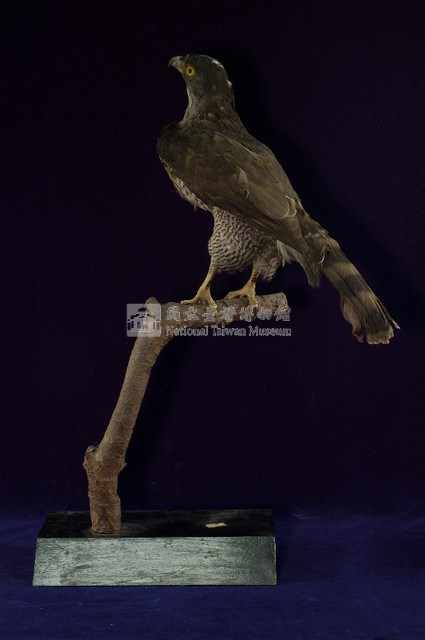鳳頭蒼鷹藏品圖，第4張