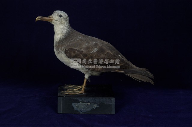 Streaked Shearwater Collection Image, Figure 4, Total 13 Figures
